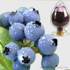 Chine Extrait Blueberry usine