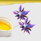 중국 Borage Extract 공장