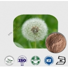 Dandelion Root Extract