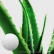 China Aloe Vera Extract exporter